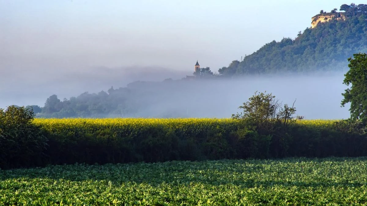 Niebla enamoradiza en Malla