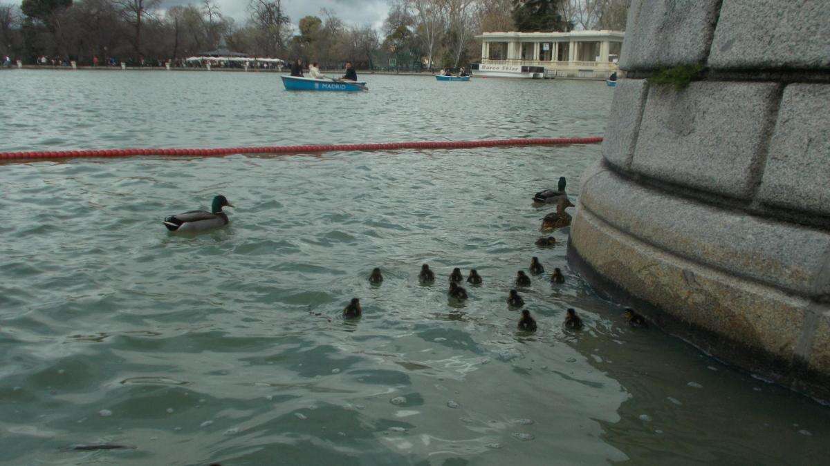 La osada prole de patitos de El Retiro