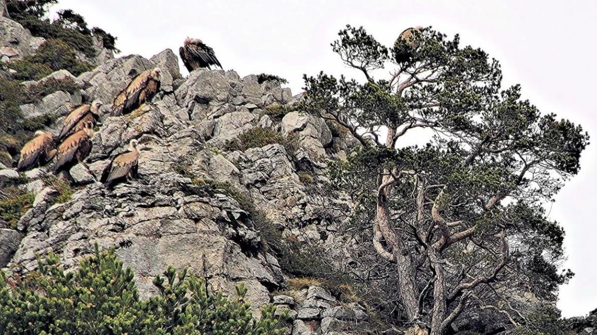 Los señores de las altas cumbres del Cadí