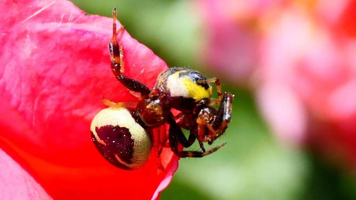 El canibalismo sexual de la araña napoleón
