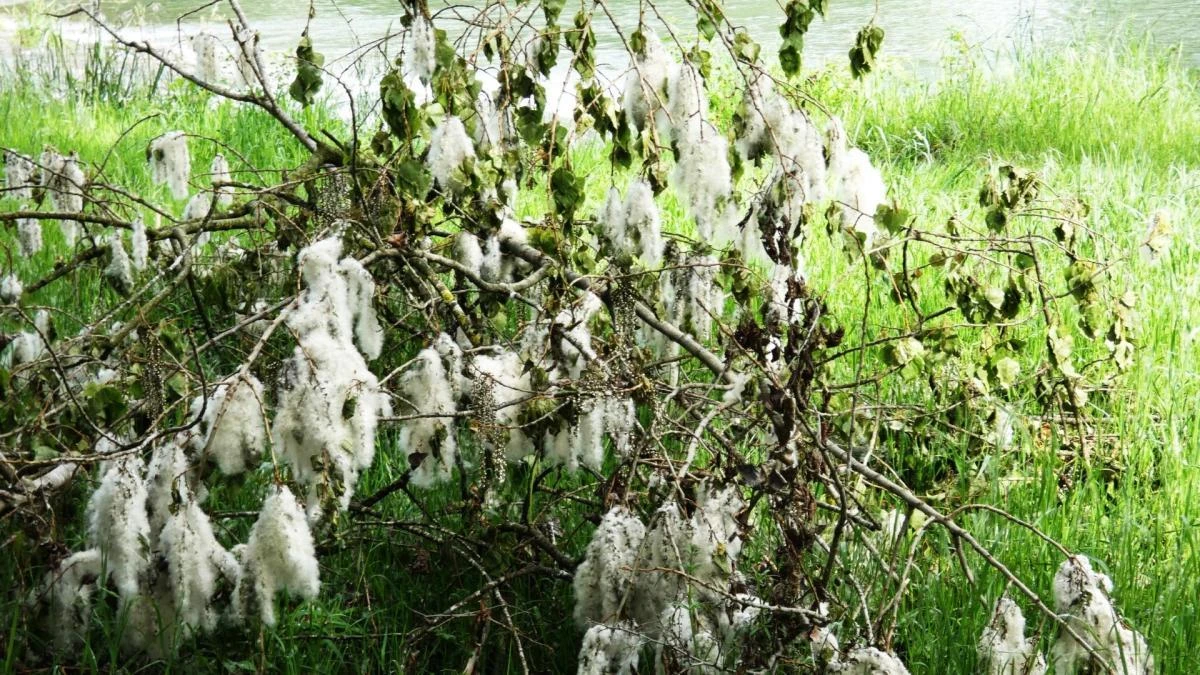 El 'algodón' de la primavera