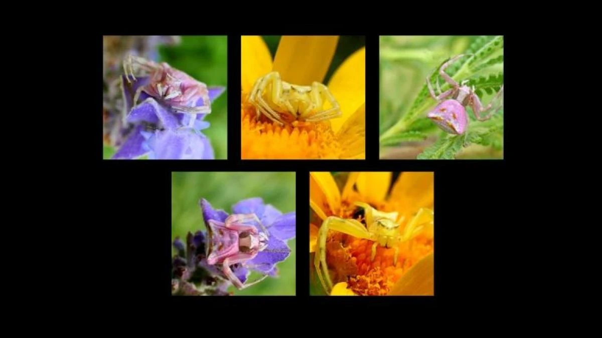 La increíble capacidad de camuflaje de la araña cangrejo