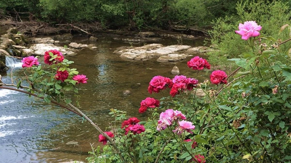 Las rosas lucen en el Alt Empordà
