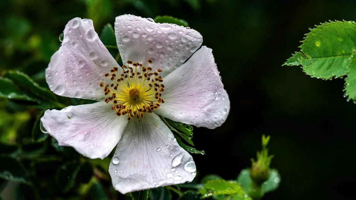 La dulce primavera de la rosa silvestre