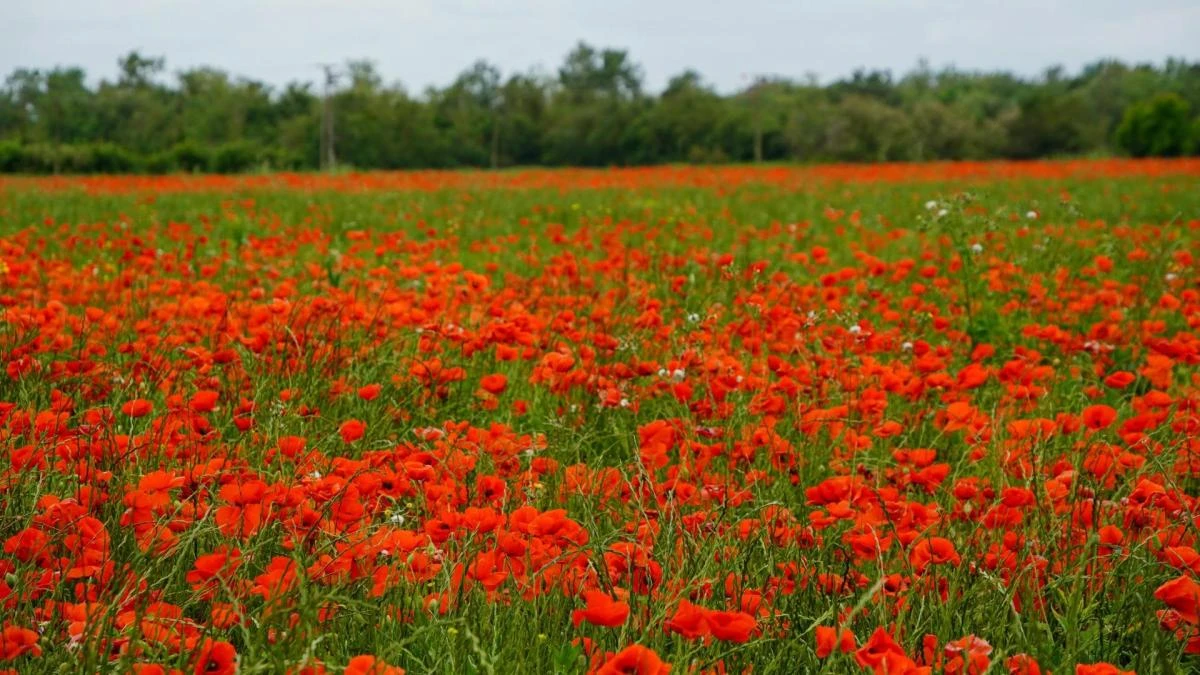 El lucimiento de la primavera roja en Castelló d'Empúries