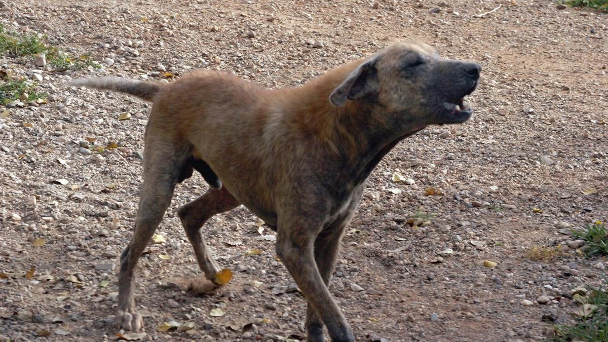 Los perros salvajes causan tres veces más ataques al ganado que los lobos