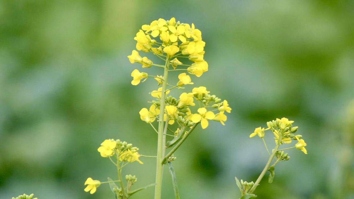 La colza empieza a florecer