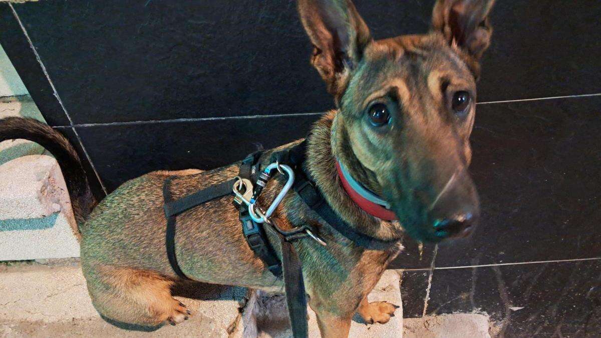 Herramientas de adiestramiento y educación canina en positivo, el ejemplo de la perrita Kiara