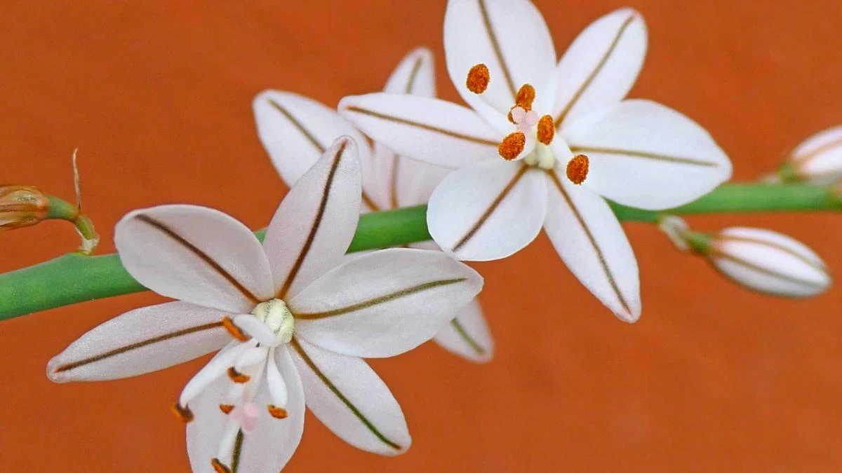La curiosa flor con somnolencia