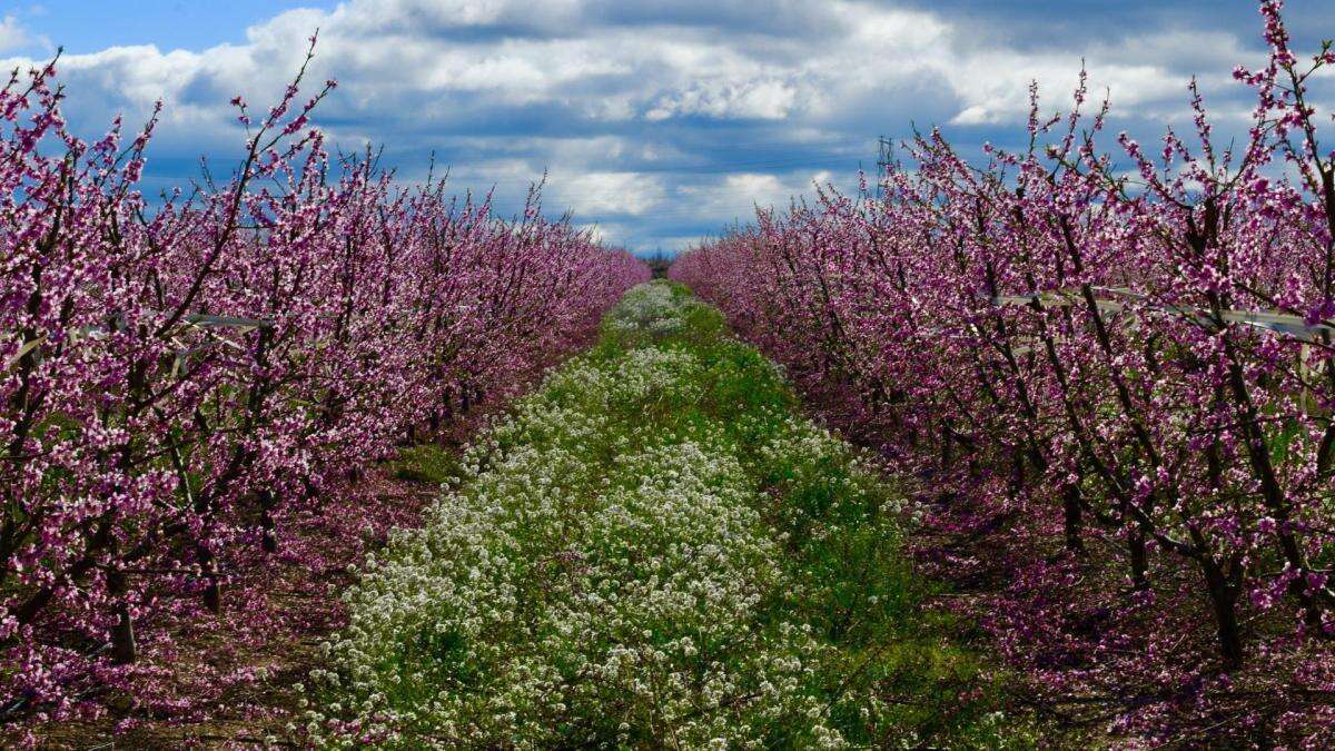 La primavera se anuncia en Aitona