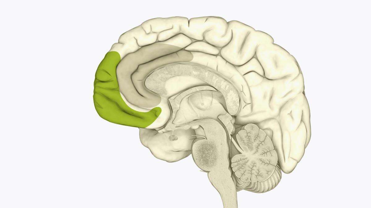 Identificada una región del cerebro que se activa para ayudar a los demás