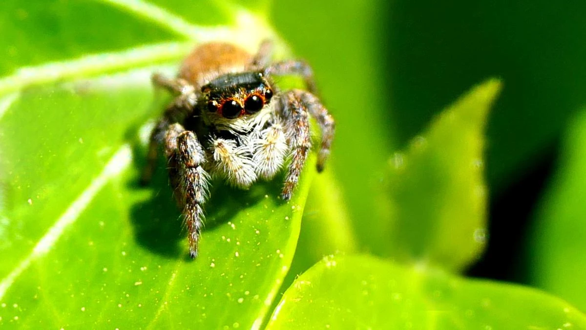 La curiosa araña saltarina