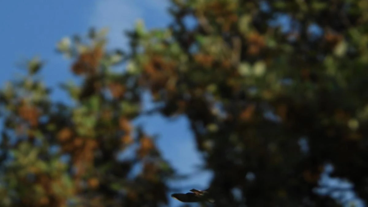 Reto visual: ¿Eres capaz de ver el pájaro en menos de 30 segundos?