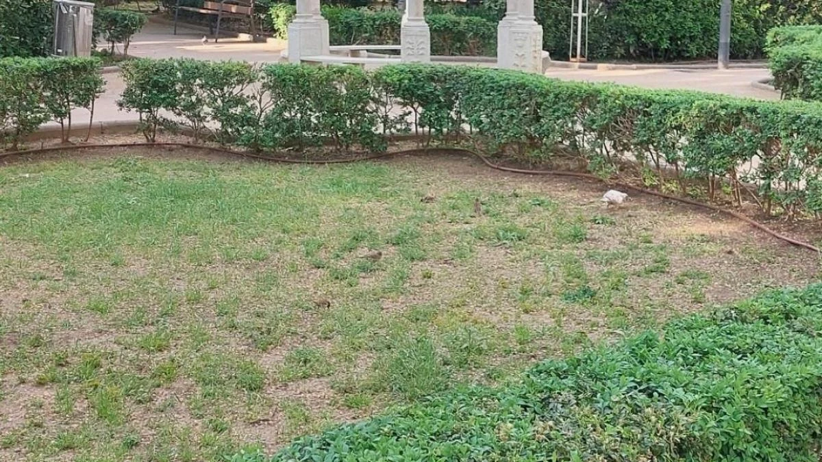Reto visual: ¿Eres capaz de ver los gorriones y las palomas en menos de 30 segundos?