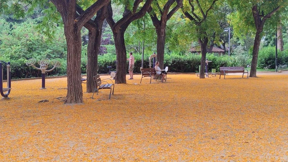 La alfombra amarilla del Turó Park