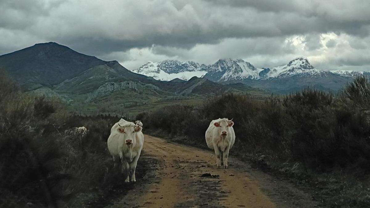 El auténtico camino de vacas