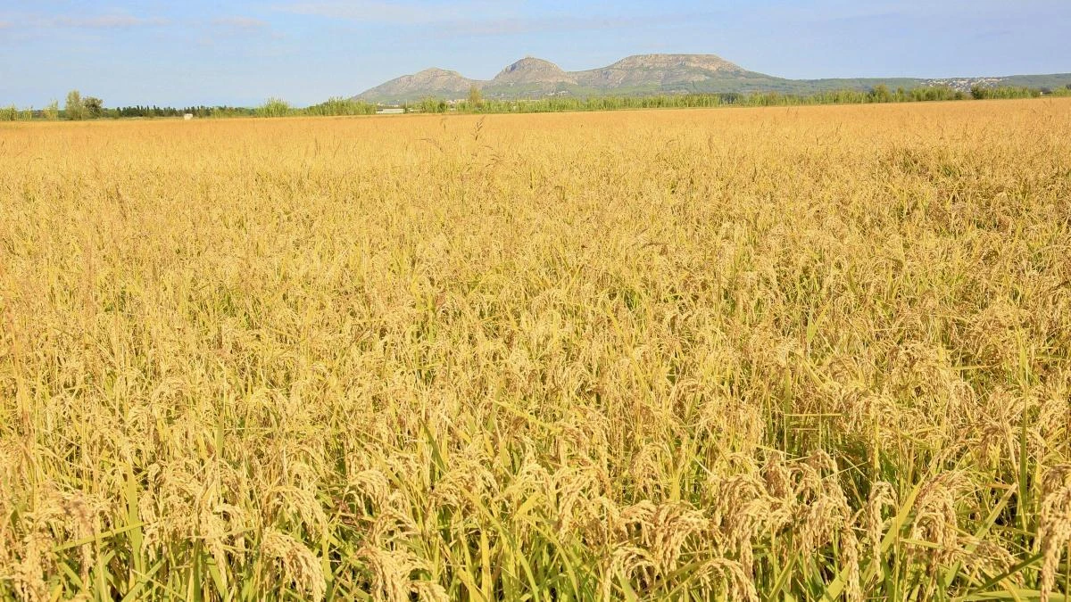 El arroz, alimento básico, nunca falla