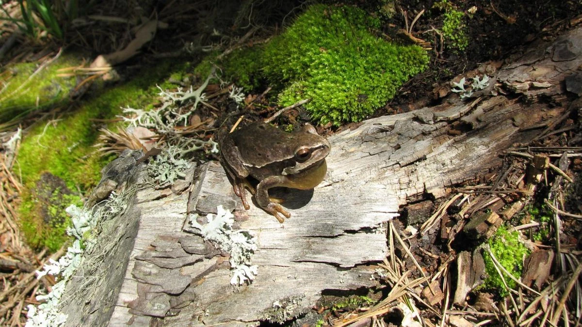 La ranita de San Antón de la sierra de Albarracín