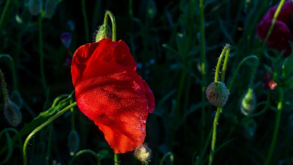 El jardín rojo de la naturaleza