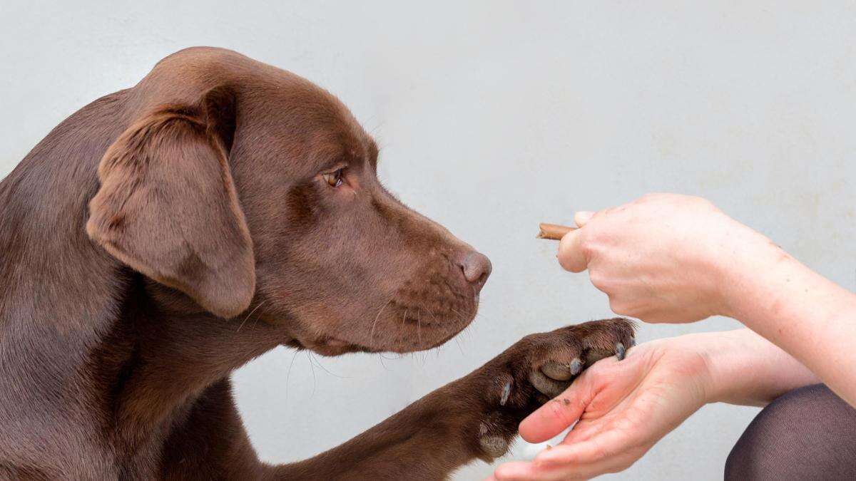 El ADN de los perros revela genes de obesidad relevantes para la salud humana