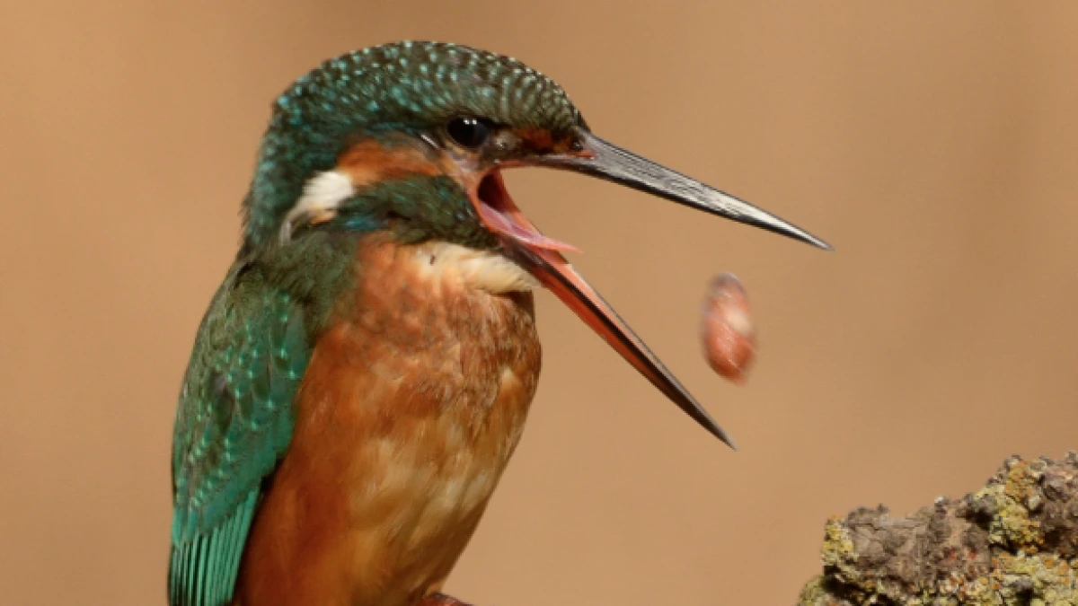 El gran escupitajo del martín pescador