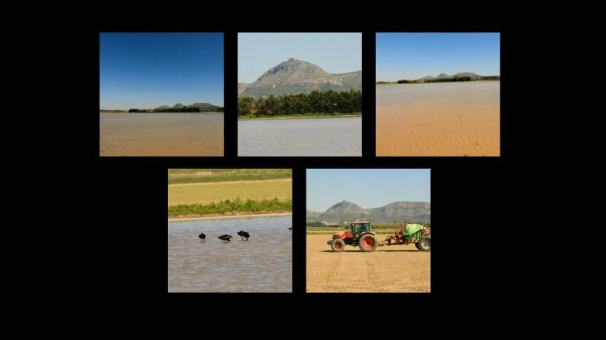 El efecto espejo gigante de los campos de arroz del Empordà en primavera