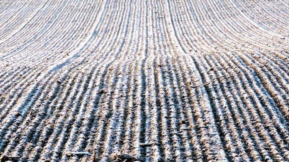 El campo, ¿está helado o escarchado?