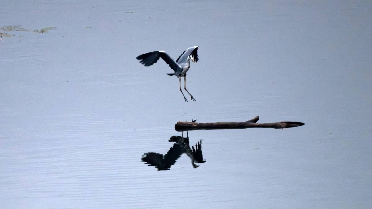 Así aterriza la garza en el pantano de Sau