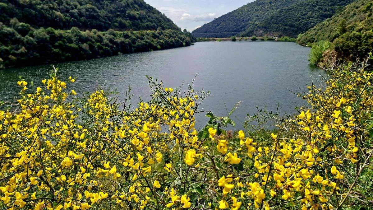 La florida primavera del Montseny