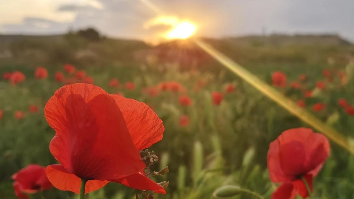 La puesta de sol de la amapola en Alguaire