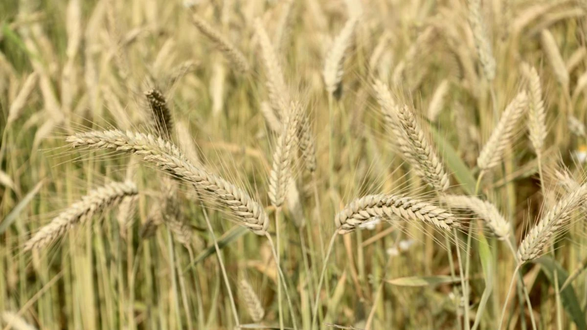 Los campos de Llofriu se visten de verano