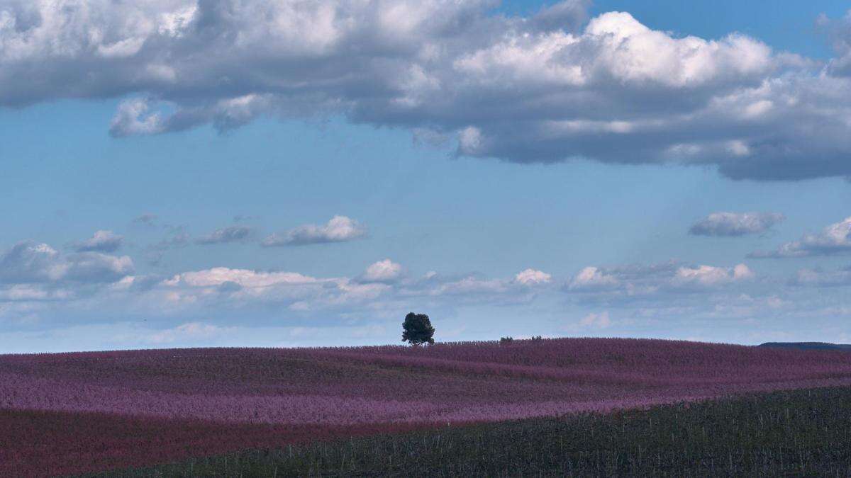 Árbol solitario entre melocotoneros y perales