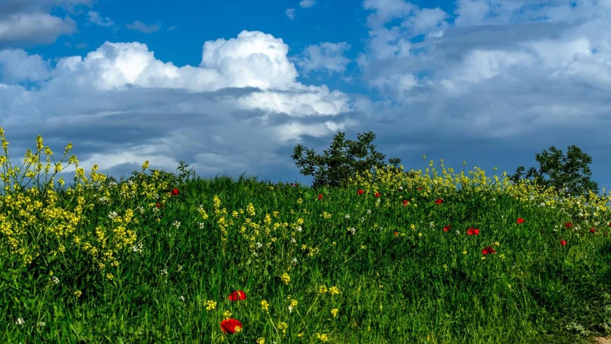 Campos llenos de colores en Manlleu