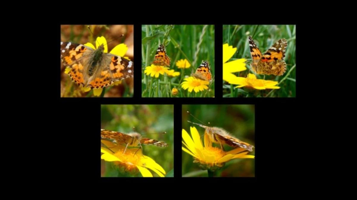 Vanesa, la gran mariposa viajera