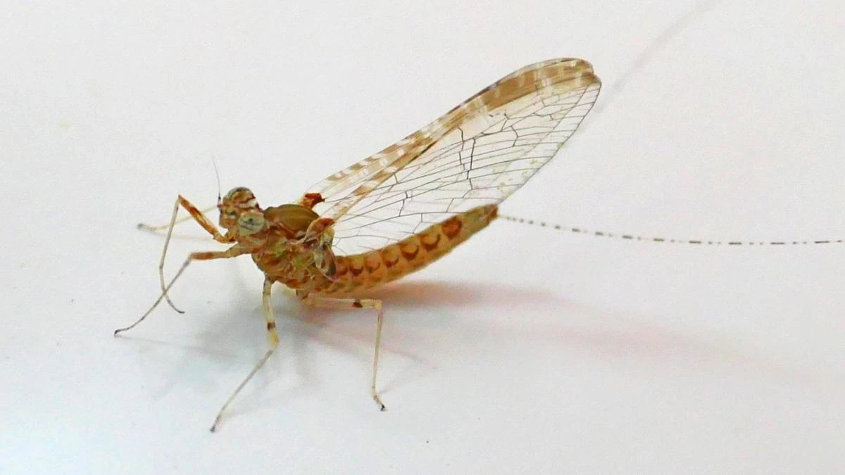 La mosca de mayo... que no lo es