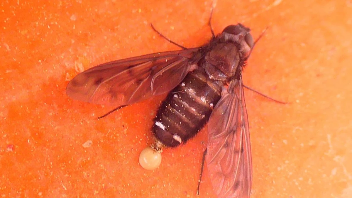 Así pone los huevos la mosca abeja