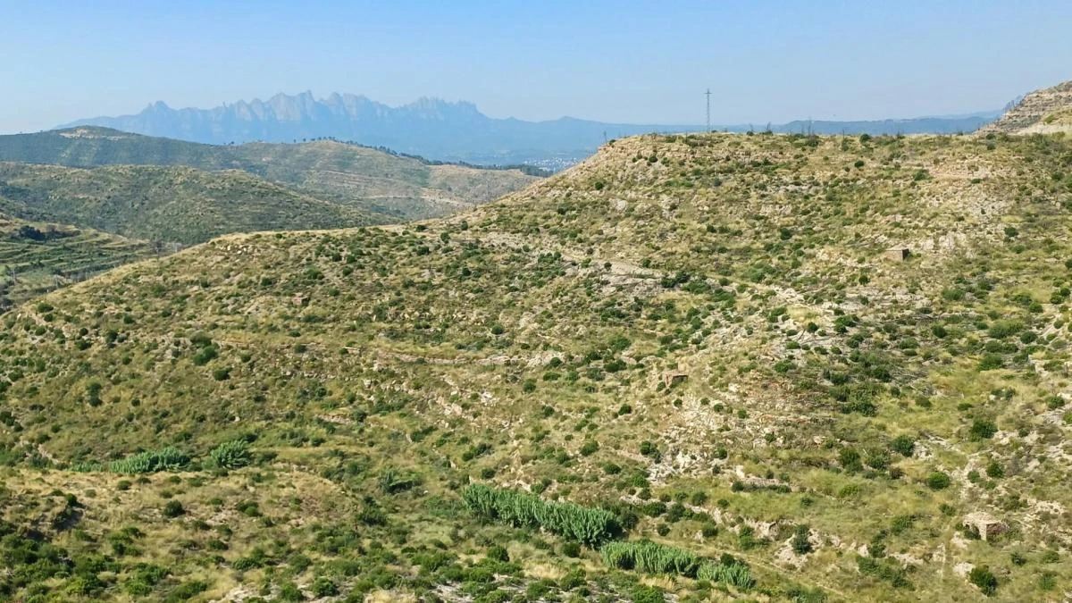 Poca recuperación del bosque tres años después del fuego en El Pont de Vilomara