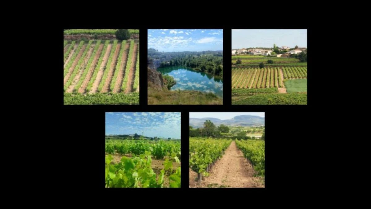El paisaje de viñas y 'pèlags' del Penedès