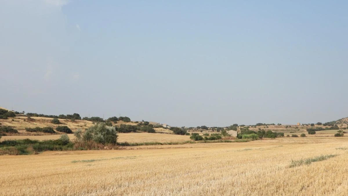 Reto visual: ¿Eres capaz de ver al aguilucho en menos de 30 segundos?