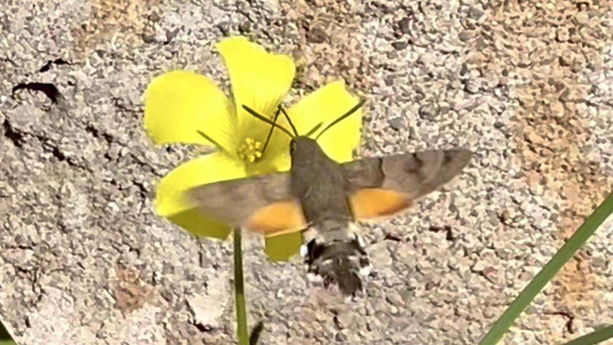 La estresada esfinge colibrí