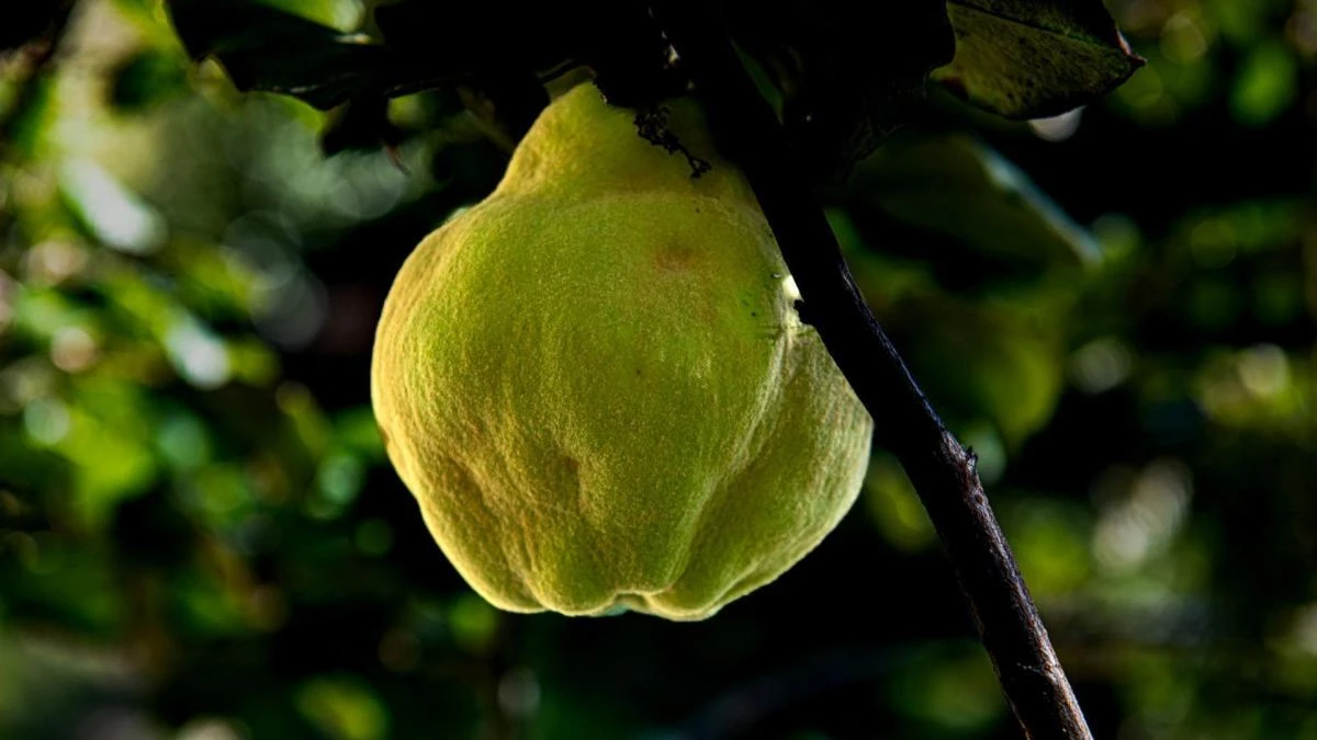 El membrillo, el tesoro del otoño escondido entre los árboles