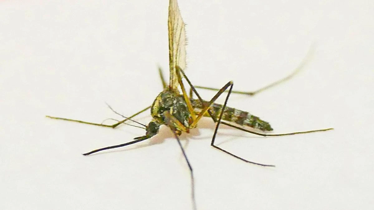 Empieza la temporada del mosquito tigre