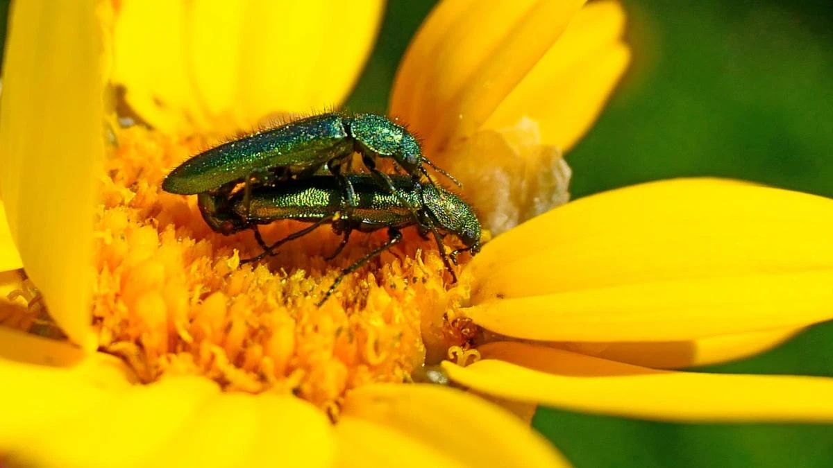 Festín primaveral del escarabajo florícola