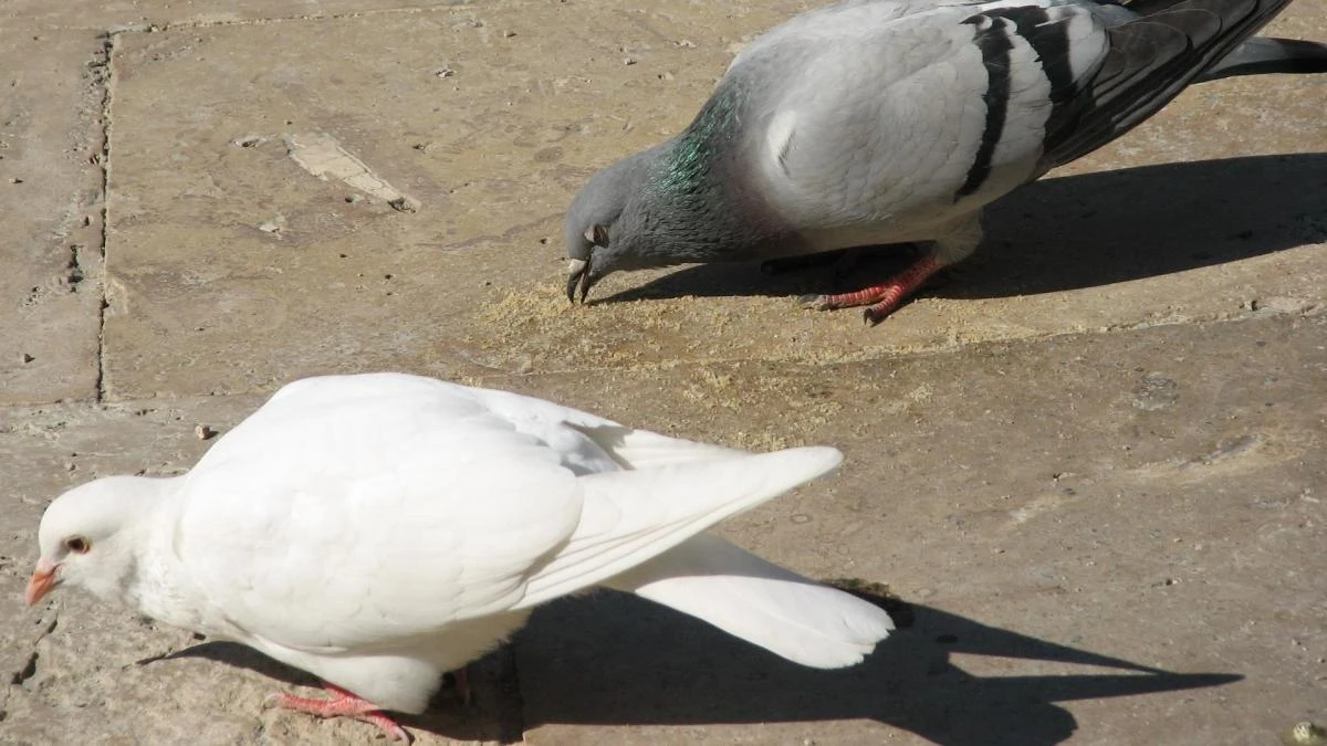 La sobrepoblación de palomas en las ciudades