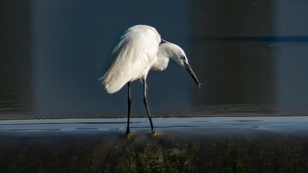 El martinete pescador del río Ter