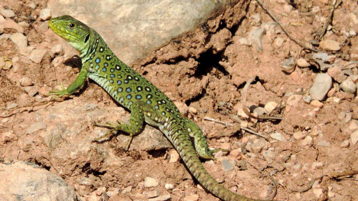 La ingeniosa estrategia del pequeño dinosaurio ibérico para librarse de sus depredadores