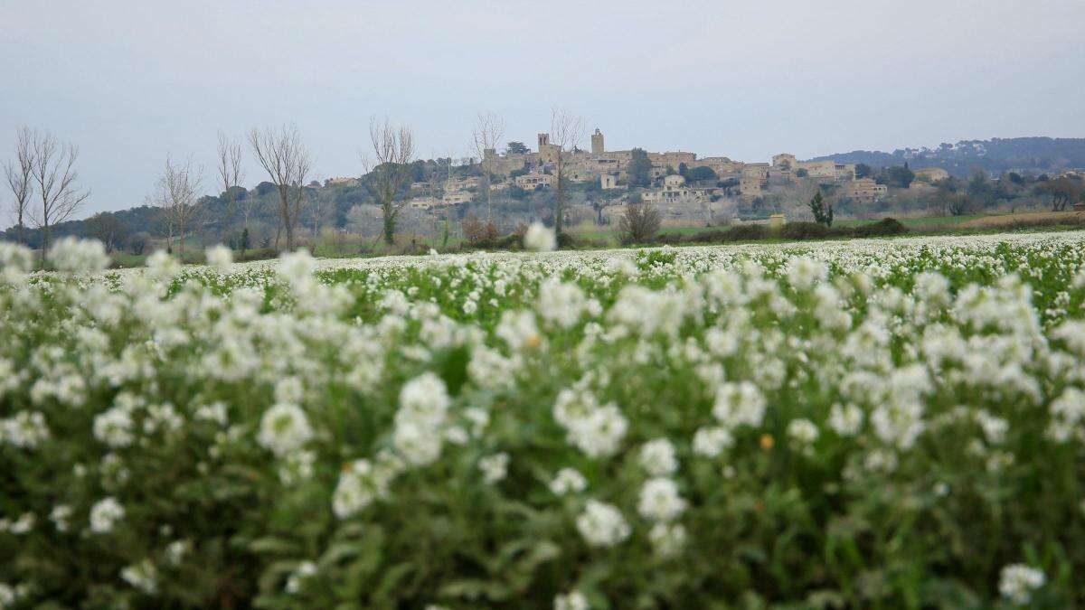 Flores blancas contra el día gris en Pals