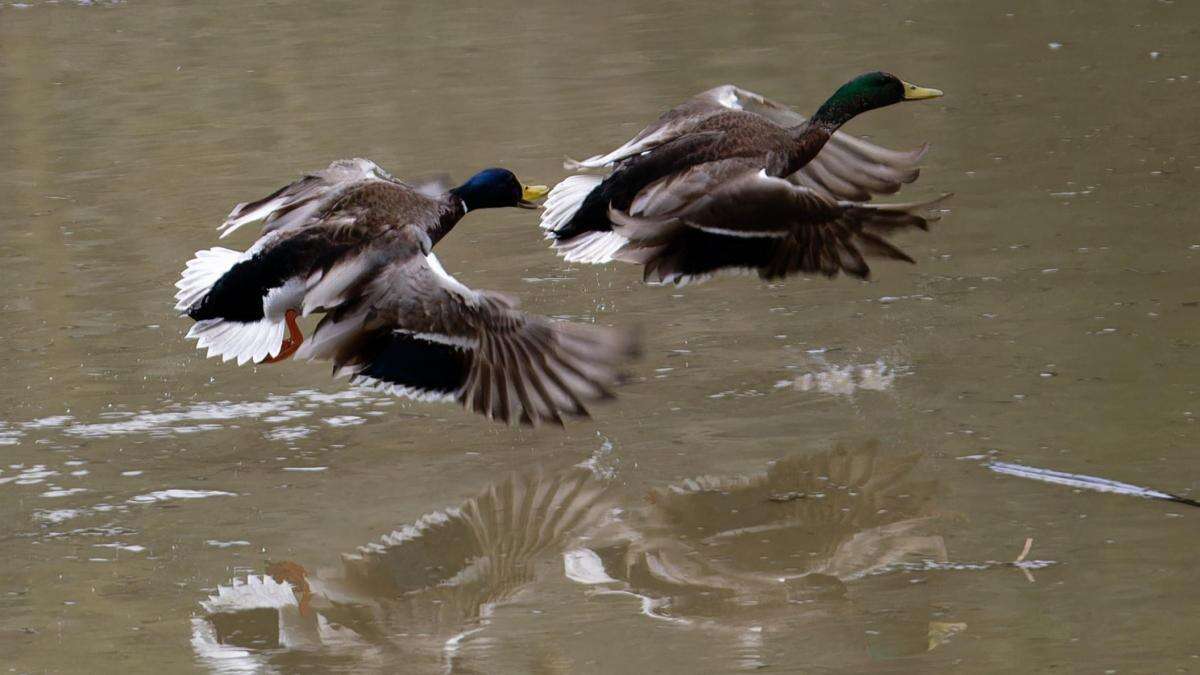 Guerra de patos por tierra, mar y aire