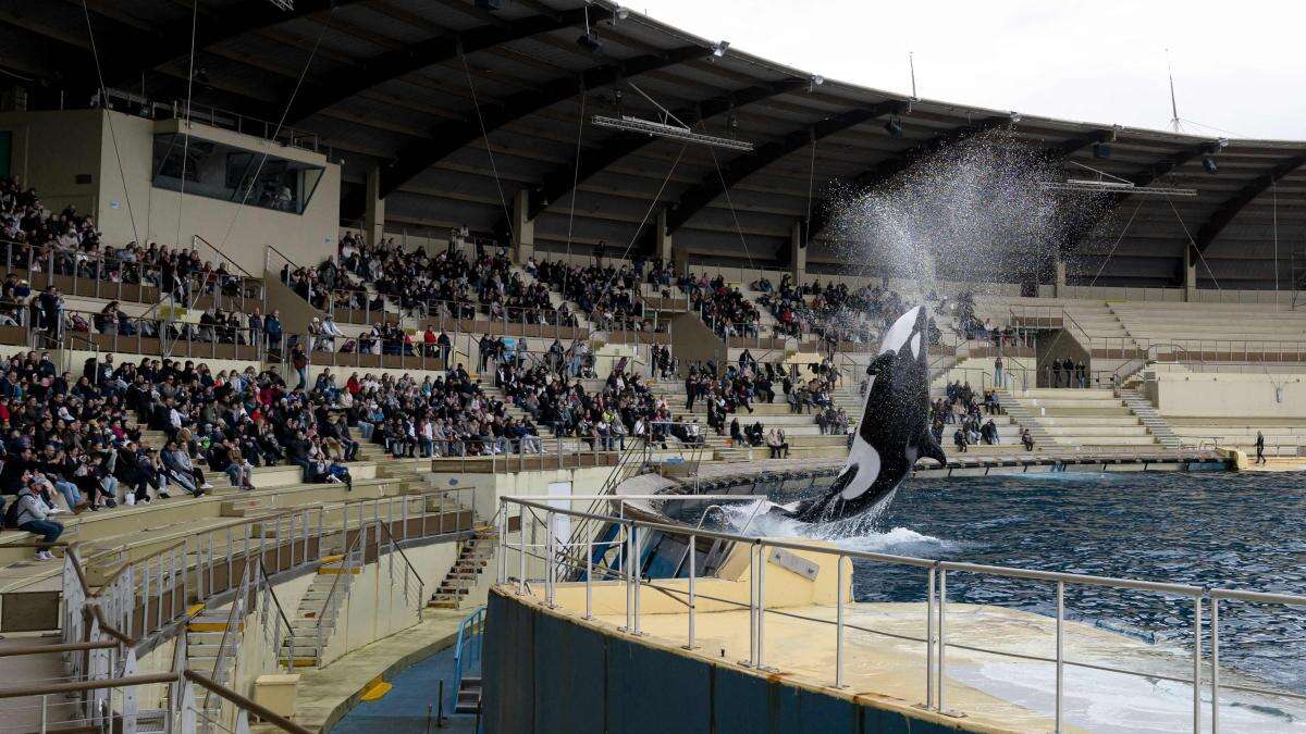 El mayor parque marino de Europa cierra y busca destino para sus orcas