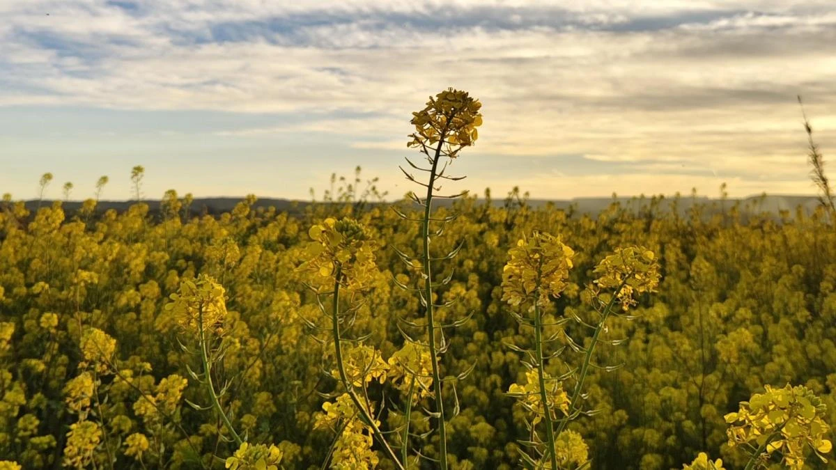 Los caminos amarillos de la primavera